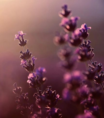 Purple flowers